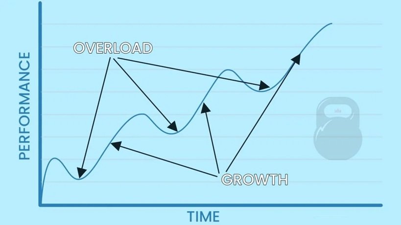 muscle growth science