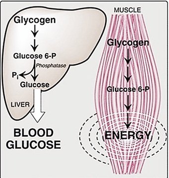 carbs vs fats for muscle gain