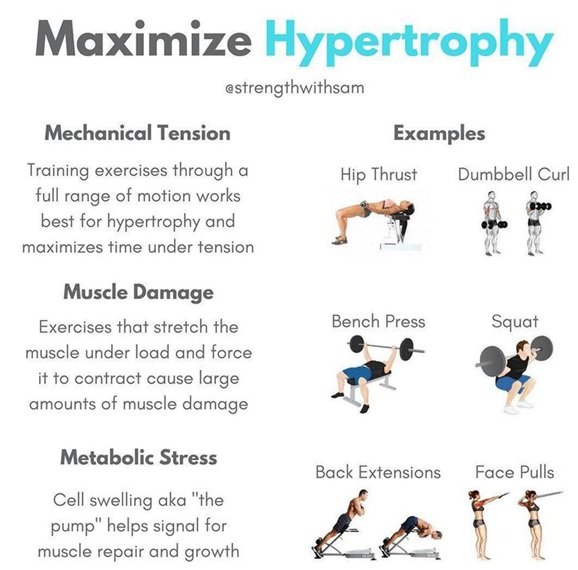 muscle growth science