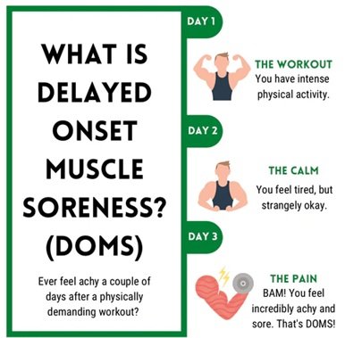 muscle growth science