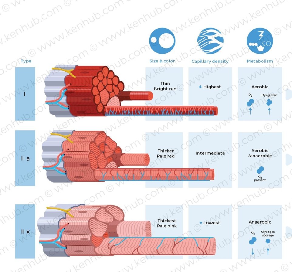 Genetics and Muscle Gain: What You Can and Can’t Control 2 genetics and muscle gain